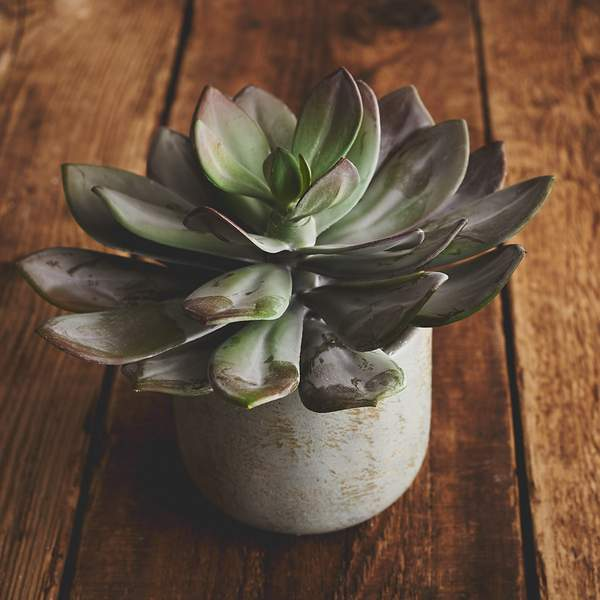 BDA faux plants drief flowers abigail ahern